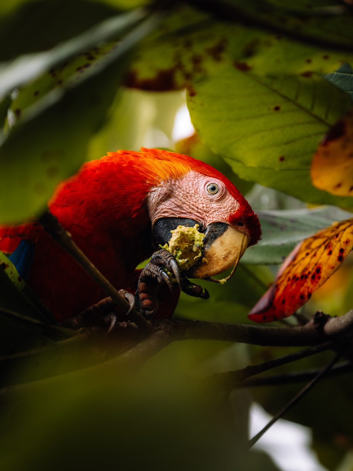 A scarlet macaw in the almond trees