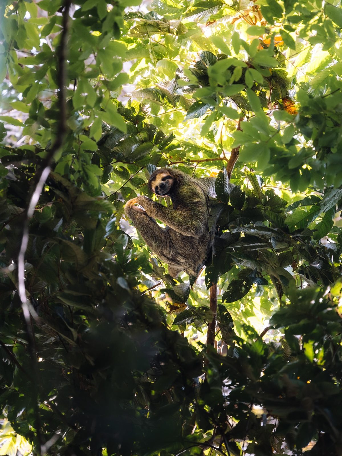 A sloth in the branches above the road